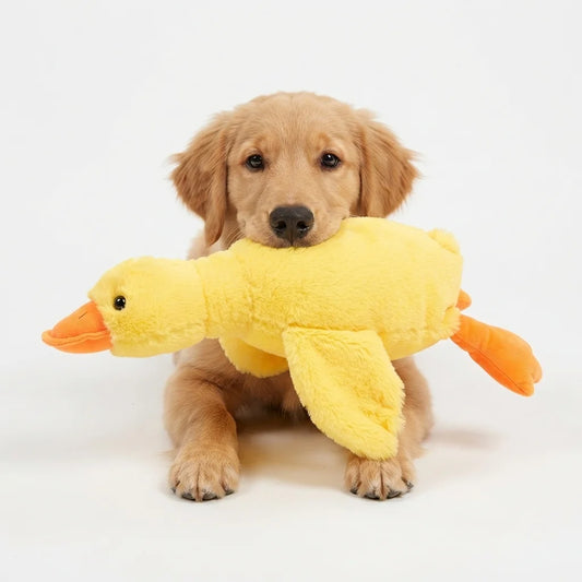 giant 50cm squeaky duck plush dog toy soft companion colourful UK