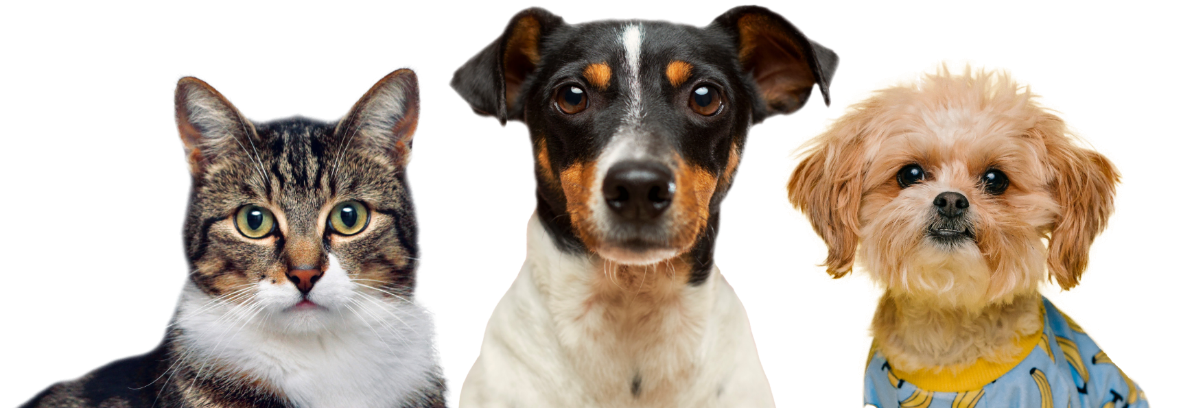 pet supplies shop image 01