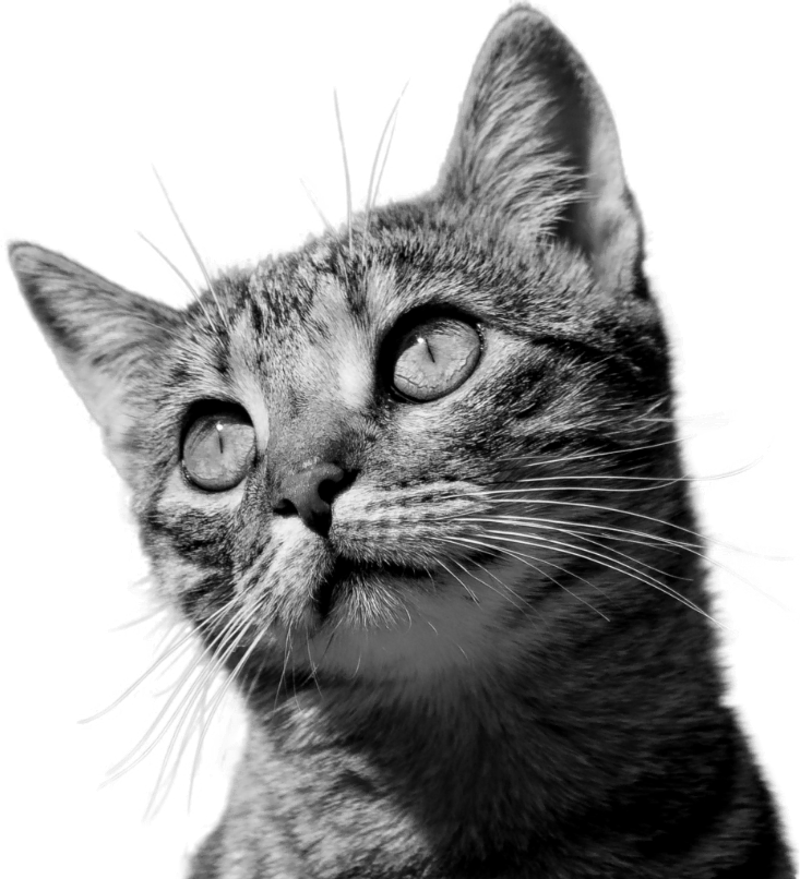 img cat optimized Cat Litter Boxes, Dog Collars, Automatic Pet Feeder, Cat toys, Indestructible Dog Toys, Outdoor Cat House ,Dog House and many more — Fast delivery at door step