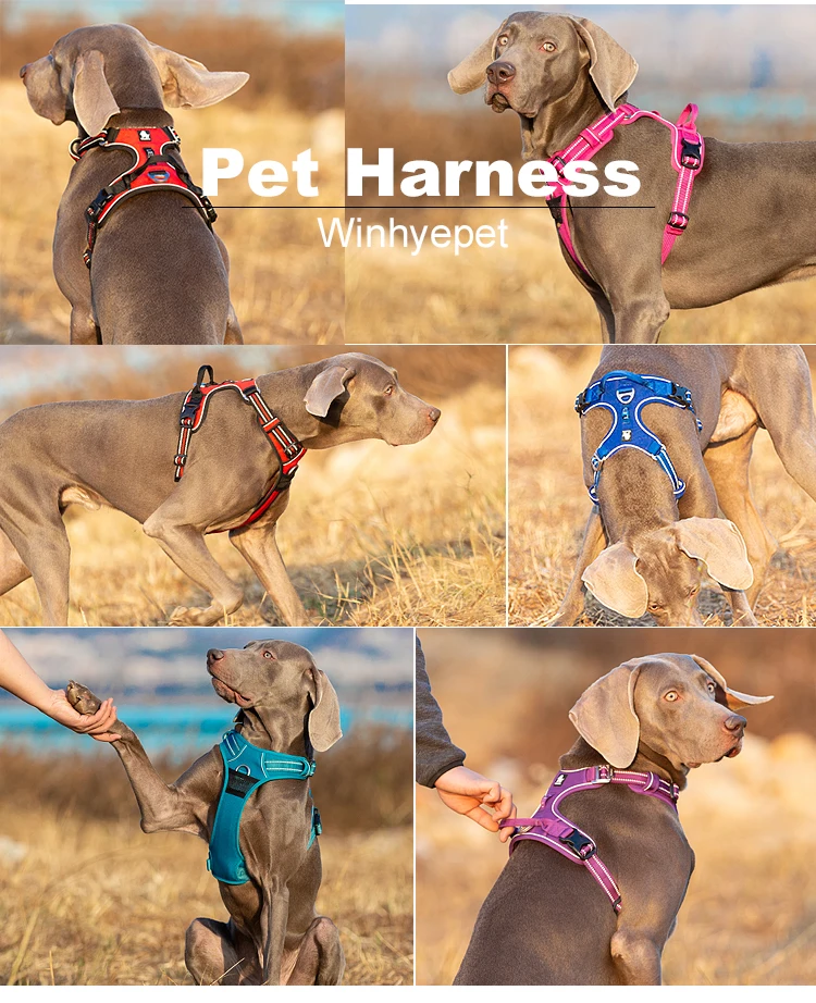 Stop Your Dog Pulling on the Lead image 4