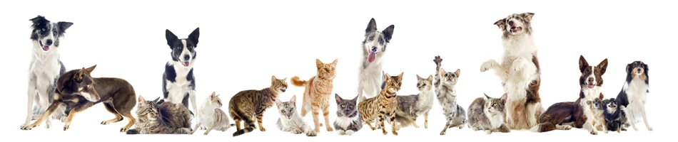 kf S9a88a6042abf47e3a047e543883b2adbb 1 Cat Litter Boxes, Dog Collars, Automatic Pet Feeder, Cat toys, Indestructible Dog Toys, Outdoor Cat House ,Dog House and many more — Fast delivery at door step